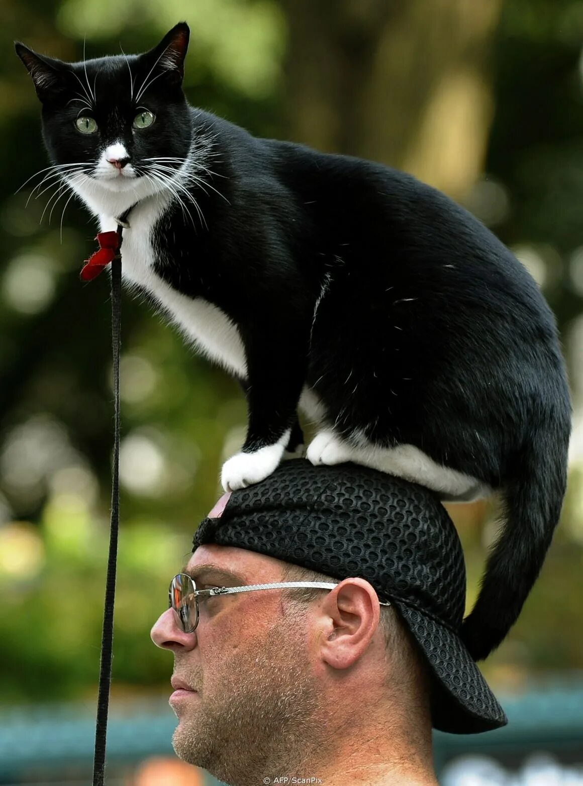 Голова кота. Кошка и хозяин. Кошка сидит на голове