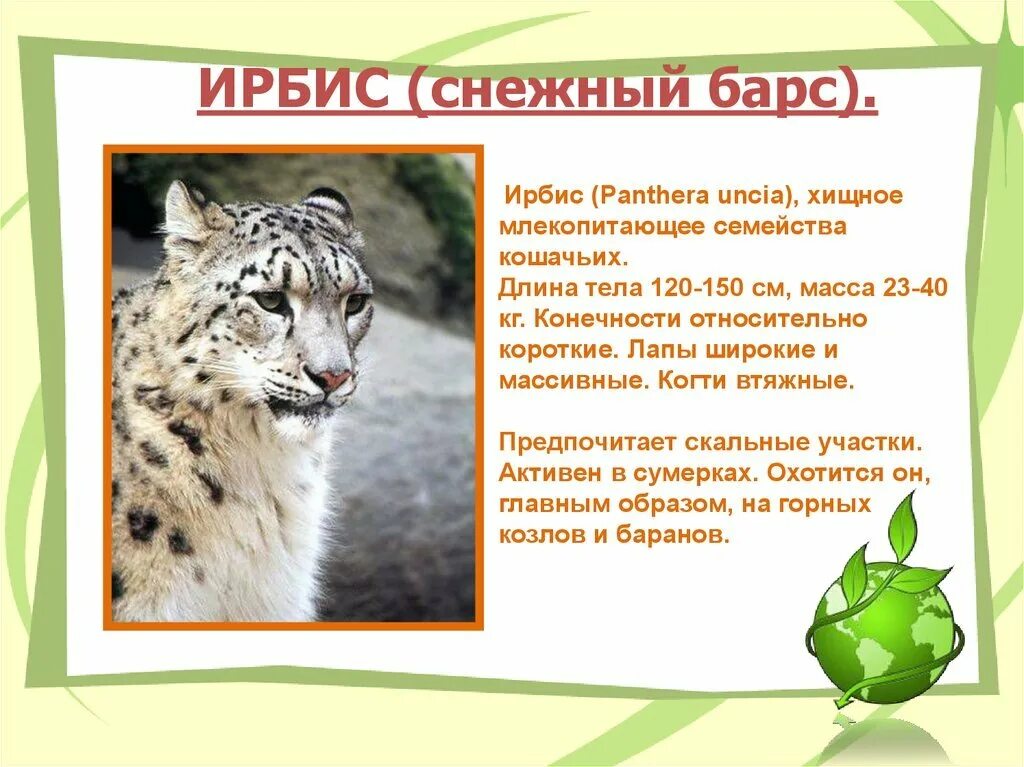 Сообщение об 1 животном из красной книги. Снежный барс ирбис красная книга. ирбис длина тела. краткое сообщение о животных из красной книги. доклад о животном из красной книги 2.