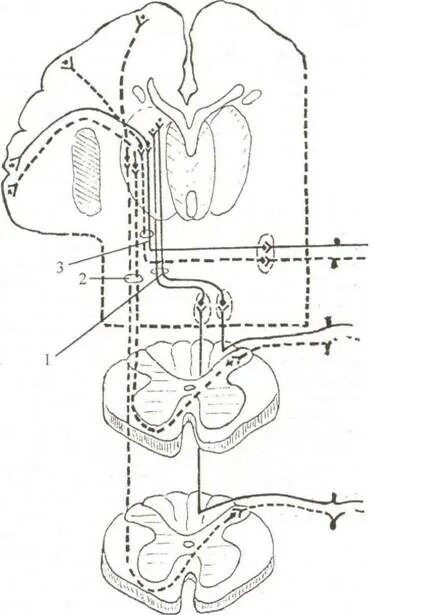 Спинно таламический путь. Схема переднего спинно-таламического пути. Латеральный спинно-таламический путь функции. Преддверно спинномозговой путь. Спила галамнический путь.