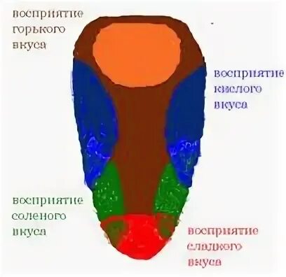 Горький вкус воспринимают