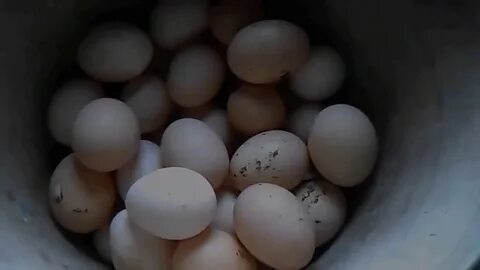 Яйцо курицы племенное