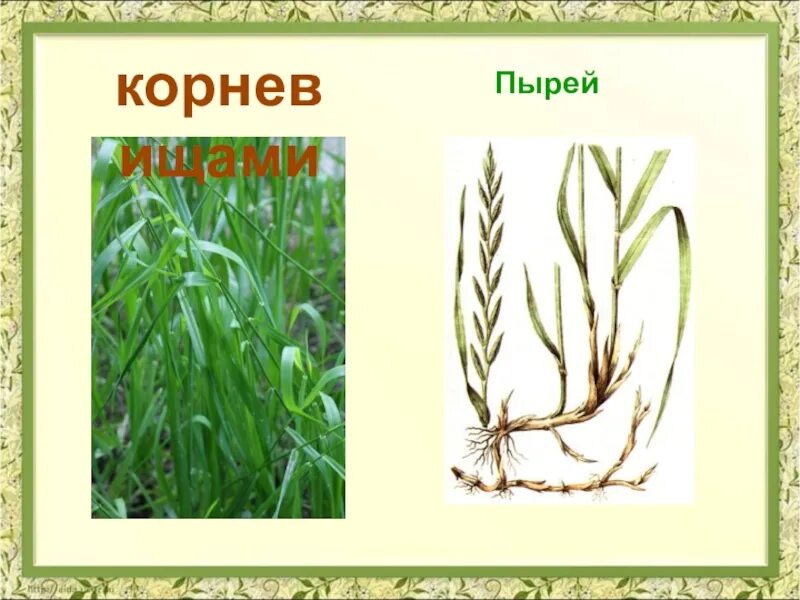 Корневище пырея ползучего. Пырей ползучий побег. видоизменённый побег корневище пырей. корневище лука пырей. пырей ползучий строение.
