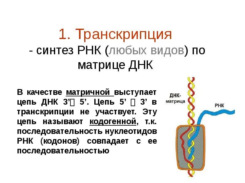 Концы транскрибируемая днк. Транскрипция. Синтез РНК. Транскрипция Синтез РНК на матрице ДНК. Транскрипция биология.