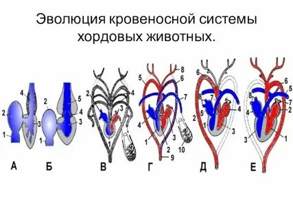 Особенности строения кровеносной системы у простейших