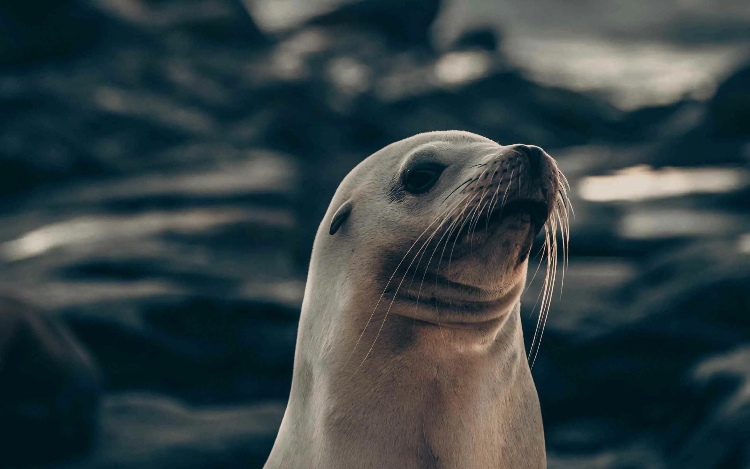 foca mirando Hawaiian monk seal, Monk seal, Animals