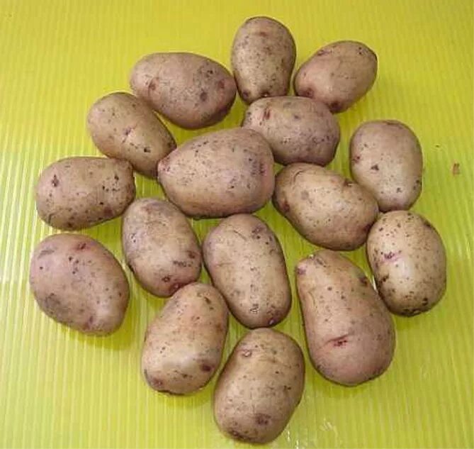 Купить картофель в ленинградской области