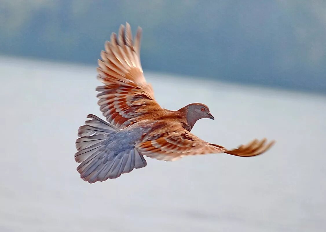 чернолицая кусиарница. сотка пересмешница птица. птица с рыжими крыльями. беркут феникс. щур птица пчелоед.