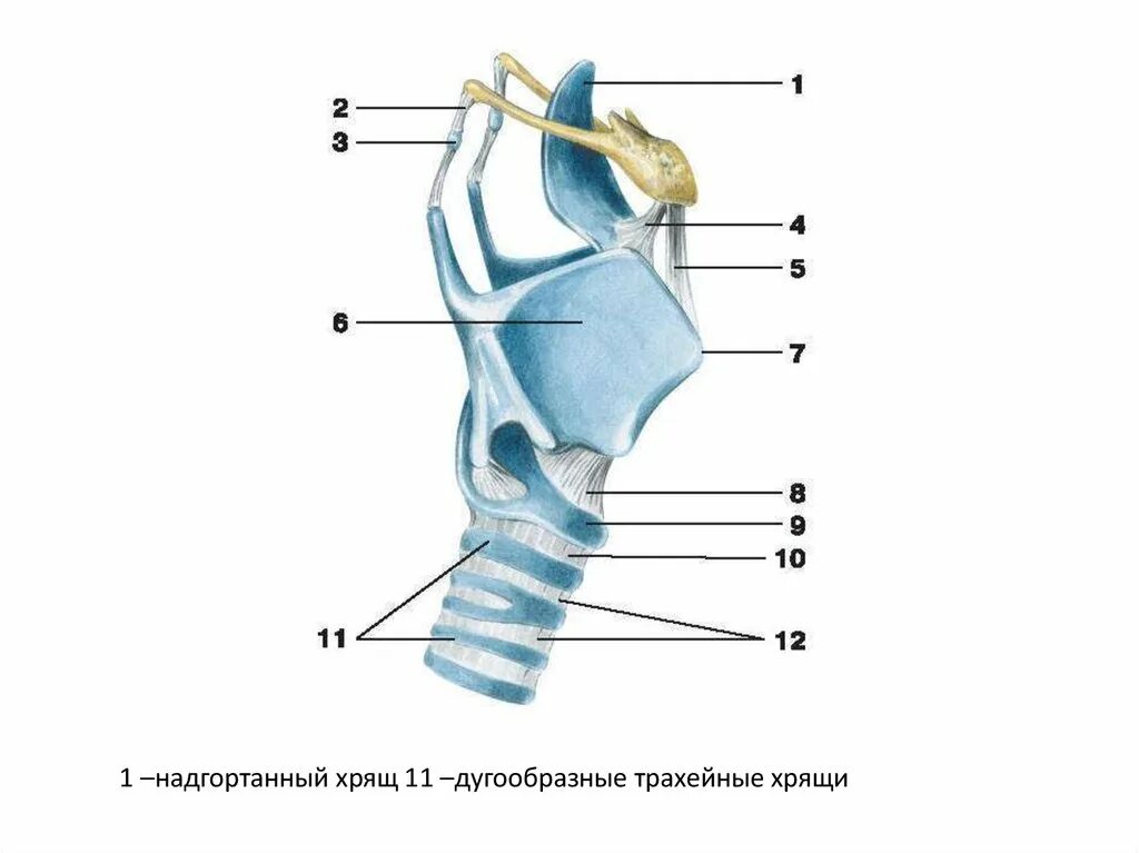 3 хряща гортани. Надгортанник и надгортанный хрящ. Надгортанник хрящ анатомия. Надгортанник и щитовидный хрящ. Строение надгортанника хряща.