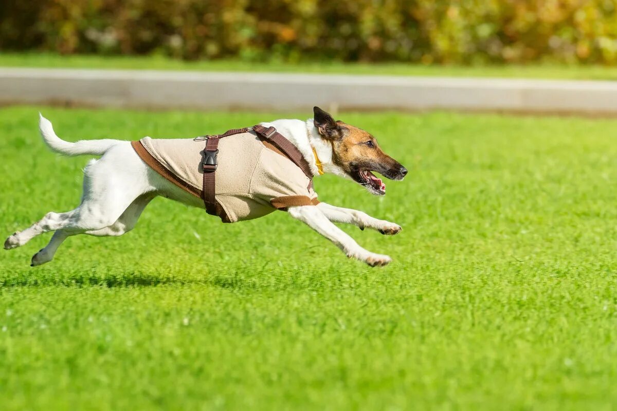 1 is running the dog