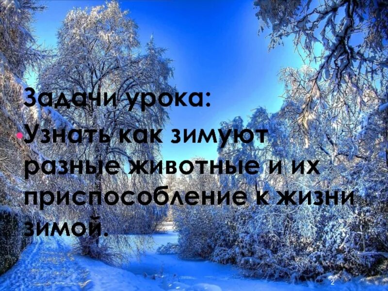 Сколько живет зима. Сезонные изменения в природе зима. Как зимуют разные животные. Зима сезонные изменения презентация. Сезонные изменения леса.