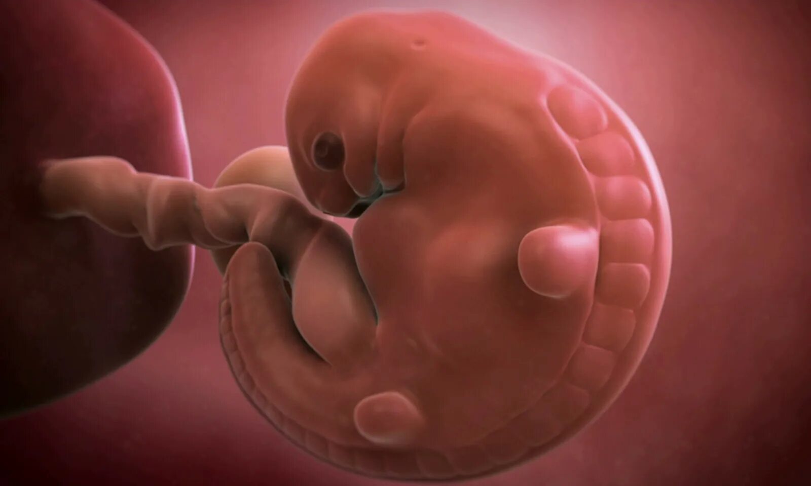 Отдам эмбрионы. Классификация эмбрионов. Отдам эмбрионы. Бластоцист с пороком. Классификация эмбрионов по качеству.