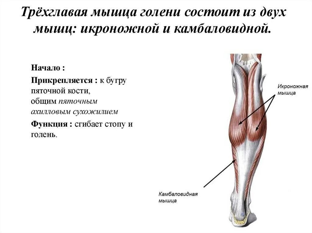 Икроножная мышца какая ткань. Икроножная и камбаловидная мышцы. Задняя группа мышц голени таблица. Камбаловидная мышца (m.Soleus). Икроножная мышца начало и прикрепление.