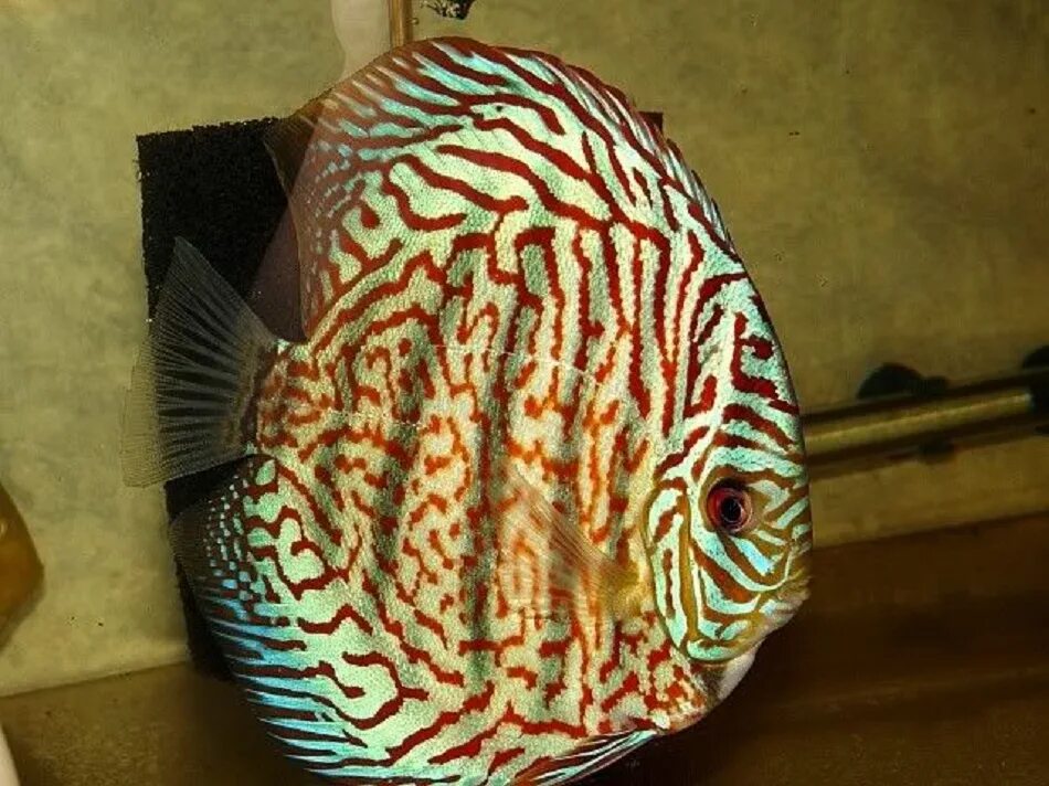 Дискус снаряжение. Symphysodon discus. Дискус королевский. Дискус рыбка аквариумная. Дискус снаряжение.