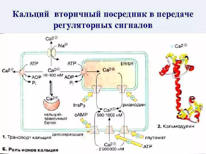 Всасывание кальция. Всасывание кальция