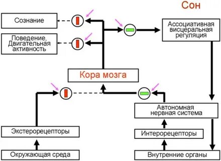 Регуляция сознания