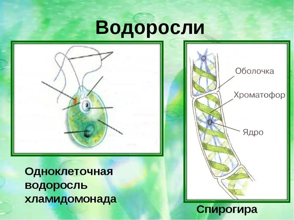 Исключительно одноклеточные водоросли. Строение клетки спирогиры. Строение одноклеточных водорослей. Строение многоклеточных нитчатых водорослей. Водоросли строение многоклеточных зеленых водорослей.