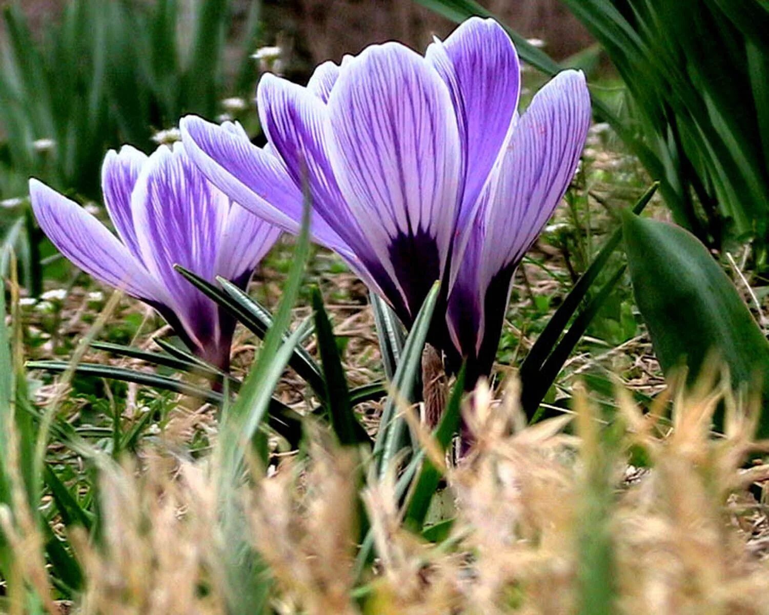 Крокус видео от 1 лица. Крокус Шафран цветок. Крокус посевной Шафран цветение. Шафран двухцветковый. Крокус Кочи.