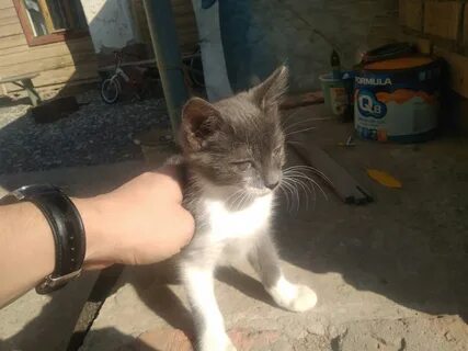 Сила кота