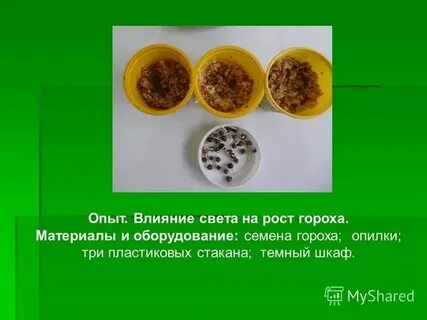 Лабораторная с горохом 7 класс