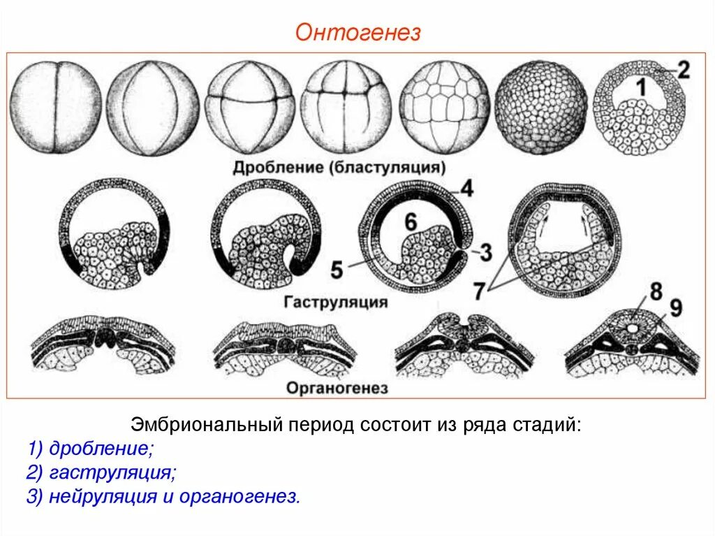 Эмбриогенез стадия гаструлы. Онтогенез бластуляция. бластуляция и гаструляция. онтогенез этапы эмбриогенеза. этапы онтогенеза дробление гаструляция.