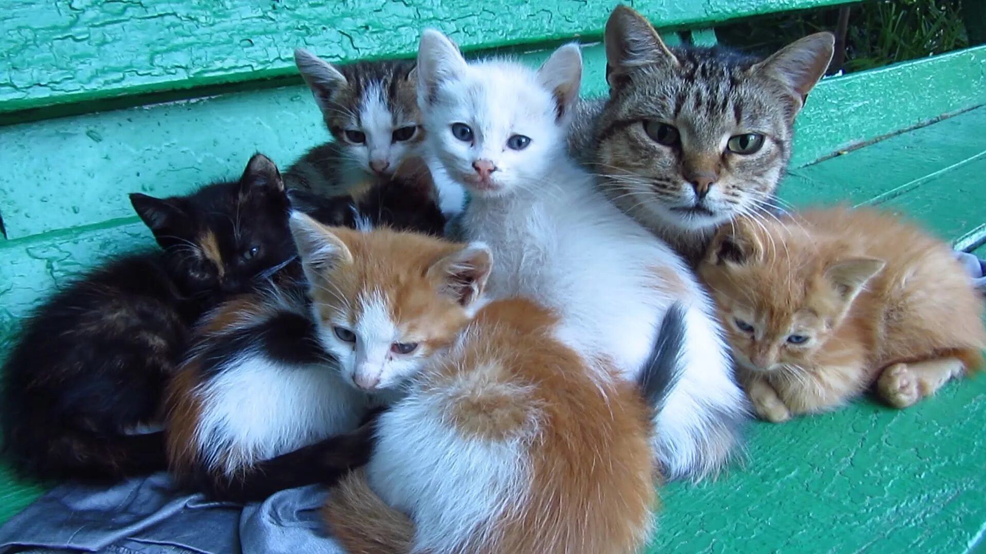 Кошка с котятами. Разноцветные котята. Много кошек. Много котят. 1 кошка и 5 котят