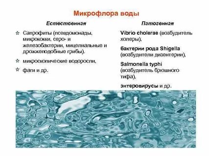 Микрофлора 2