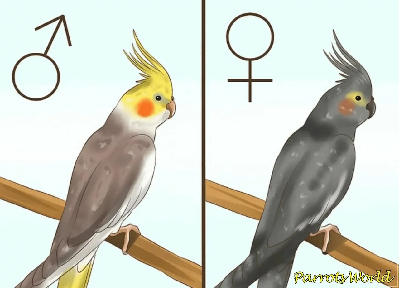 Попугай корелла самка и самец. Попугай корелла отличие самки от самца. Попугай корелла 0. Корелла попугай самочка. Как отличить кореллу мальчика