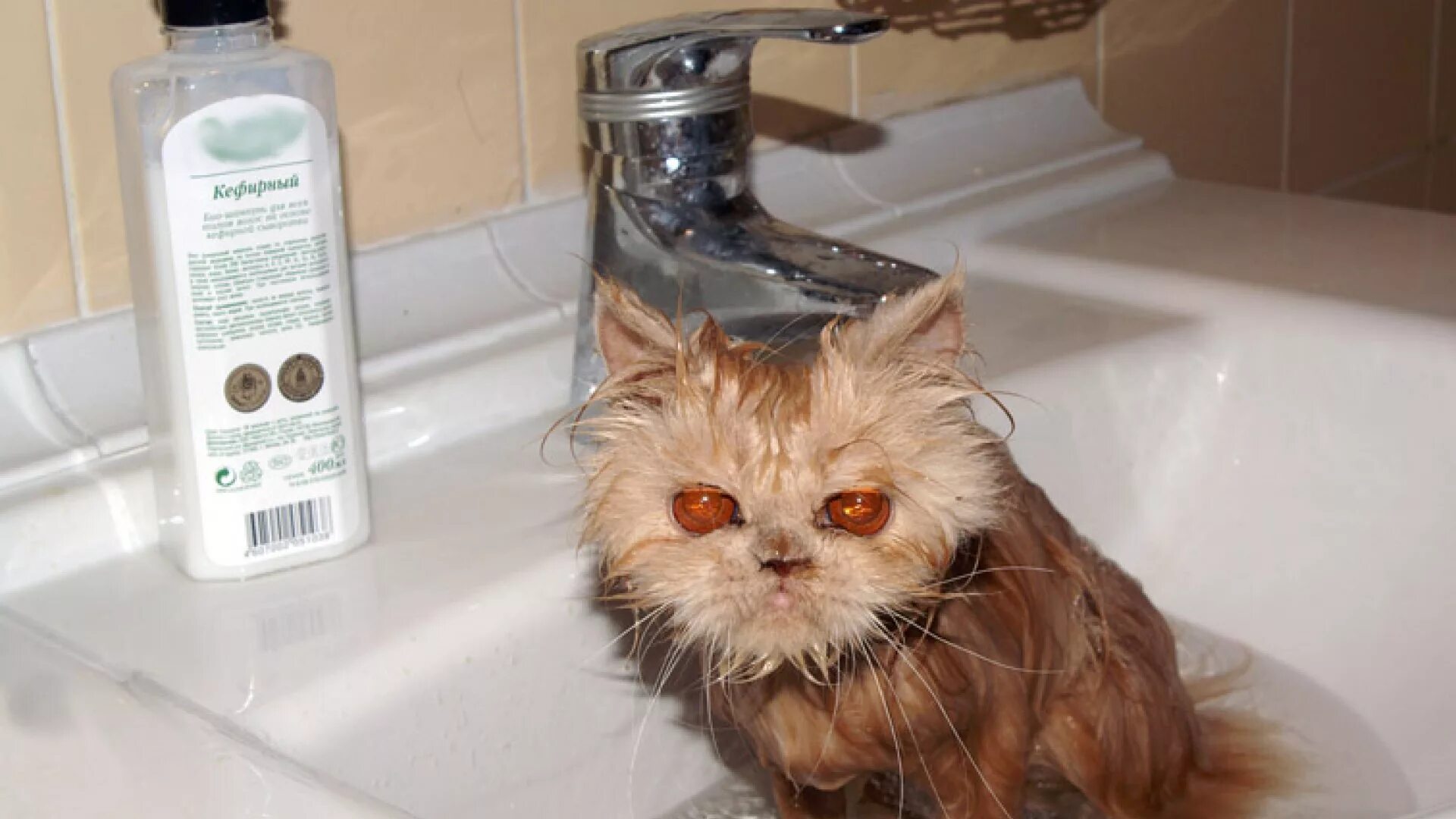 Коты после мытья. Кот в ванне. Мокрая кошка. Помытый кот смешной. Смешной мокрый котенок.