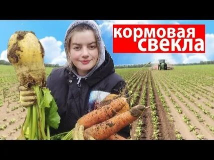 Уборка кормовой свеклы