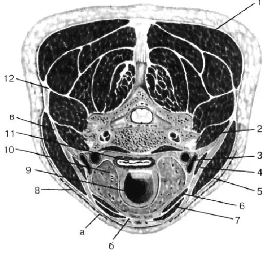 Spatium retropharyngeum. Фасциальные пространства шеи. Клетчаточное пространство шеи. Фасции и клетчаточные пространства шеи. Фасции щитовидной железы.