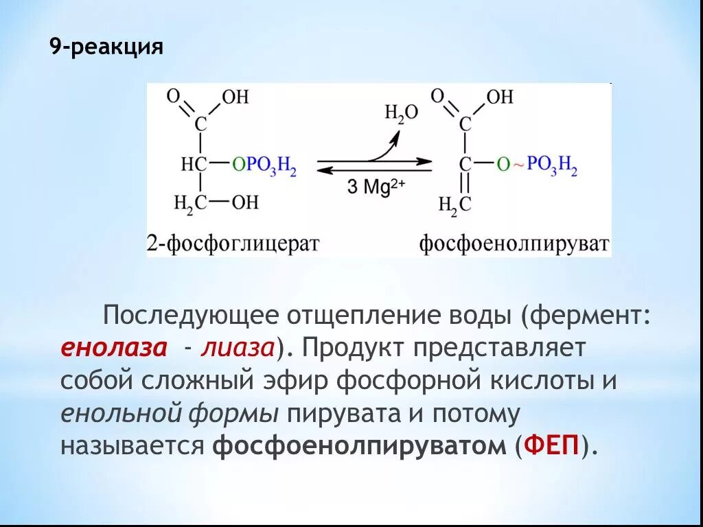 Енольная форма пировиноградной кислоты. Пировиноградная кислота кислота енольная форма. ФЕП + енолаза. Енольная форма пировиноградной кислоты + фосфорная кислота.