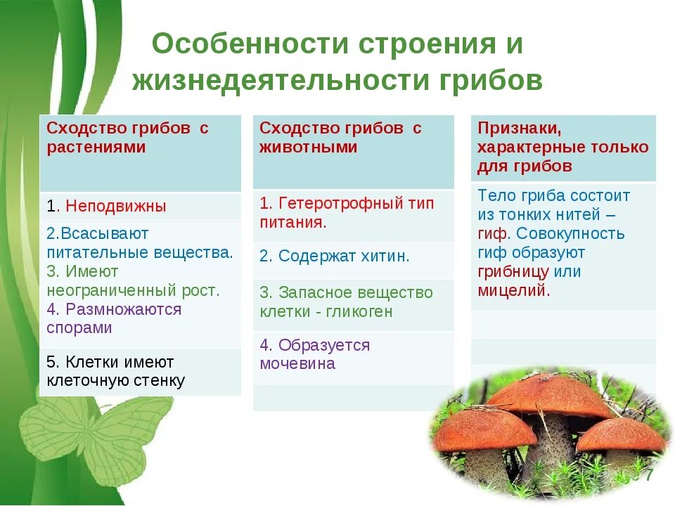 Урок биологии 5 класс грибы общая характеристика. Особенности строения царство растения царство грибы. Царство грибов 5 класс биология таблица. Царство грибы особенности строения и жизнедеятельности. Грибы по сравнению с бактериями имеют