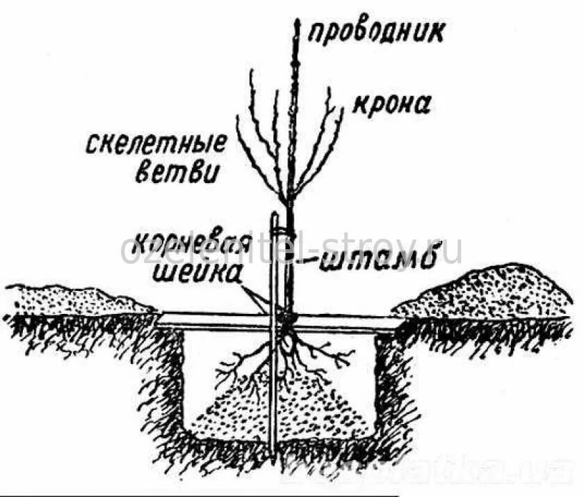 Посадка плодовых деревьев весной. Схема посадка саженца плодовых деревьев. схема посадки плодового саженца. корневая шейка у черешни. схема выращивания плодовых саженцев.