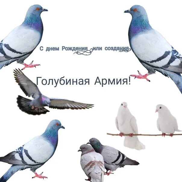 Голубь поздравляет с днем рождения. Голуба с днем рождения. Открытки с днем рождения с птичками. Открытка "голубь". Зимние открытки с днем рождения.