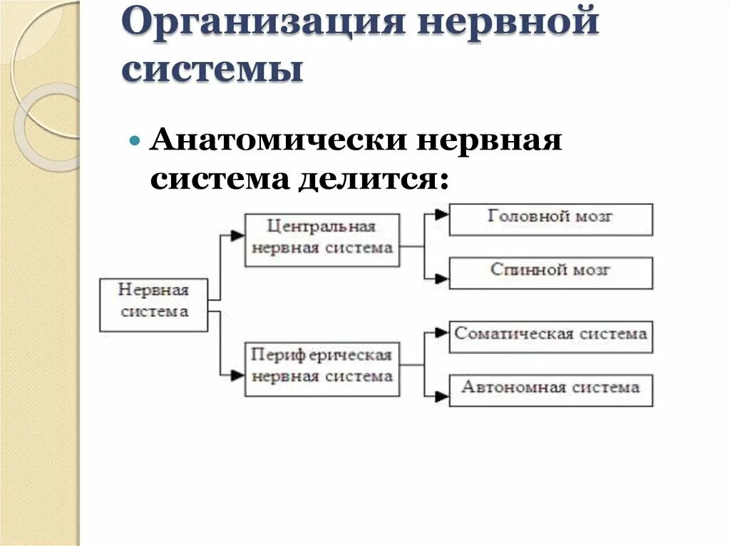 Структурная организация нервной системы. Функции нервной системы схема. Типы нервной системы и ее функции. Структурно-функциональная организация центральной нервной системы.