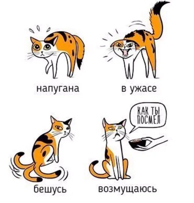 Как понимать язык животных. Кошачий язык жестов. язык общения кошек. поведение кошек. кошачий язык картинки.
