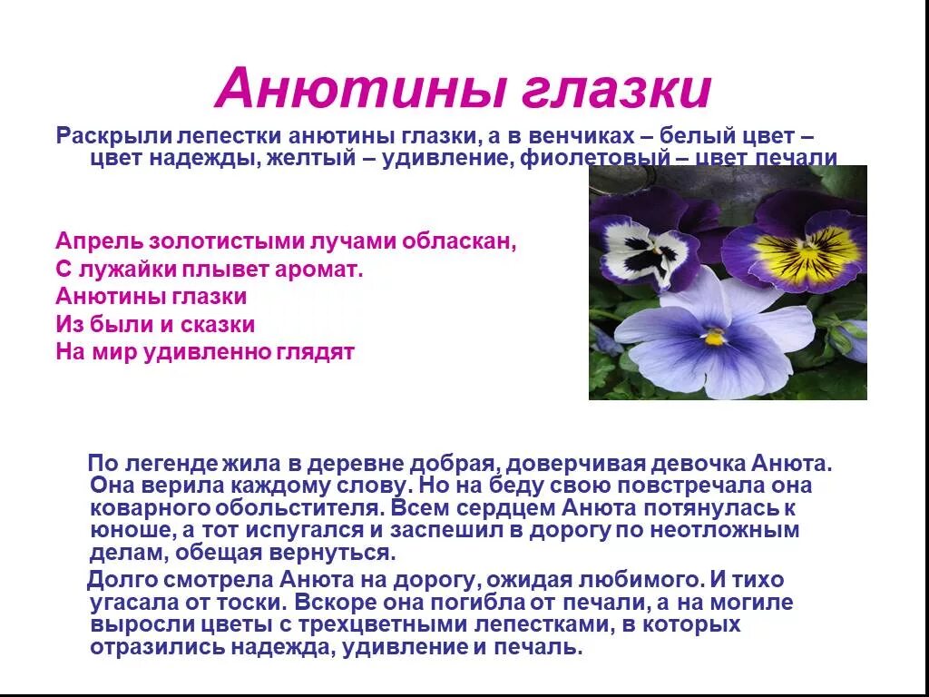 Анютины глазки Легенда о цветке. Анютины глазки описание растения. Рассказ о цветке Анютины глазки. История о растение Анютины глазки. Информация о цветах памяти