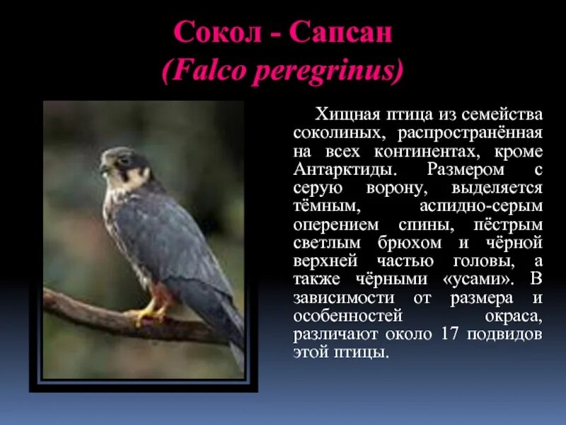 Краткое содержание сапсана