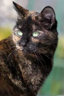 Кошка черепаховая кот черный определите потомство