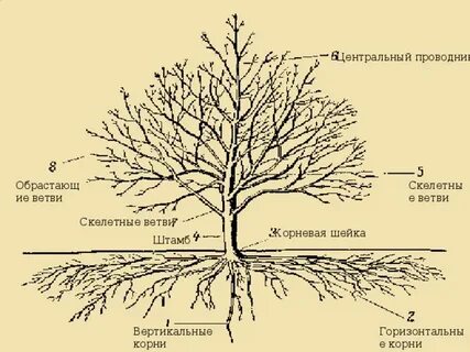 Дерево проводник