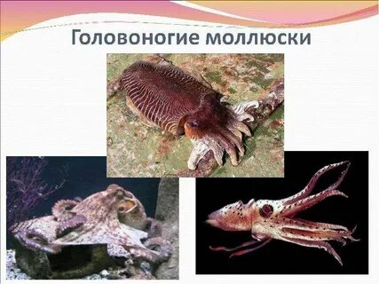 Четырехжаберными головоногими моллюсками являются
