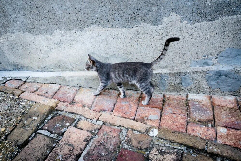 Кошечка гуляет. Кот гуляет. Дворовые кошки. Коты гуляют. Кошка идет.