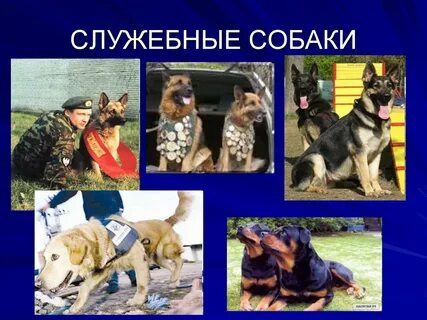 Служебные собаки детям