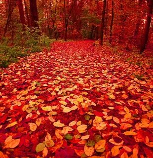 Red path