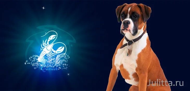 Характеристика рака собаки. Люди рожденные в год собаки характеристика мужчина. Люди рожденные в год собаки характеристика мужчина. Характеристика «рака на месте». Бассет-хаунд презентация.