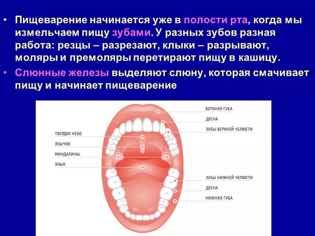 Ротовая полость с зубами биология 8 класс. Пищеварение в полости рта человека. Пищеварение в ротовой полости 8. Процесс пищеварения в ротовой полости. Пищеварительная система полости рта