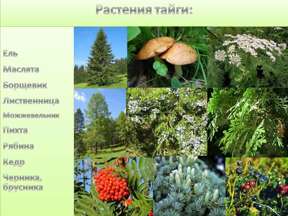 Характерные признаки тайги. Растительность тайги. Растения тайги. Растения растущие в тайге. Зона тайги растения.