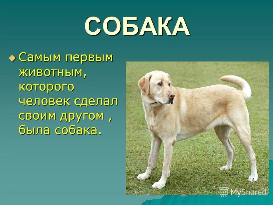Презентация на тему собаки. Характеристики немецкой овчарки кобель. Породы собак презентация. Доклад про собаку. Сообщение о домашнем животном 2 класс собака.