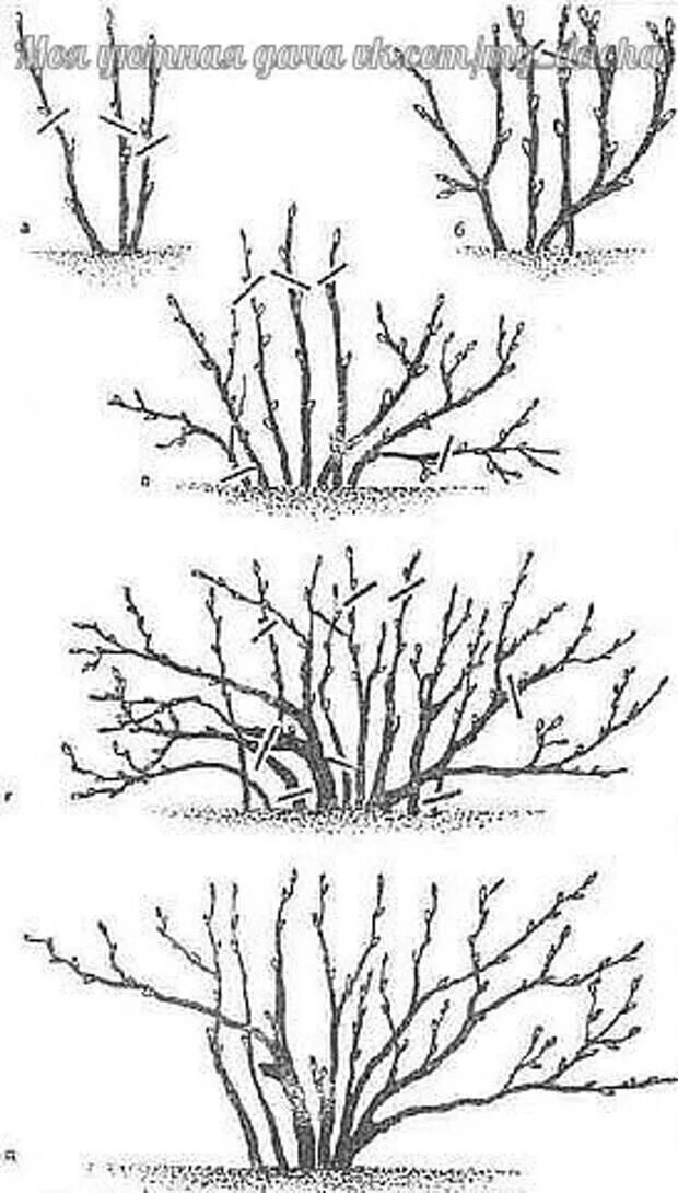 Схема обрезания смородины. Обрезка смородины осенью схема. Схема обрезки крыжовника осенью. Схема обрезки смородины осенью.