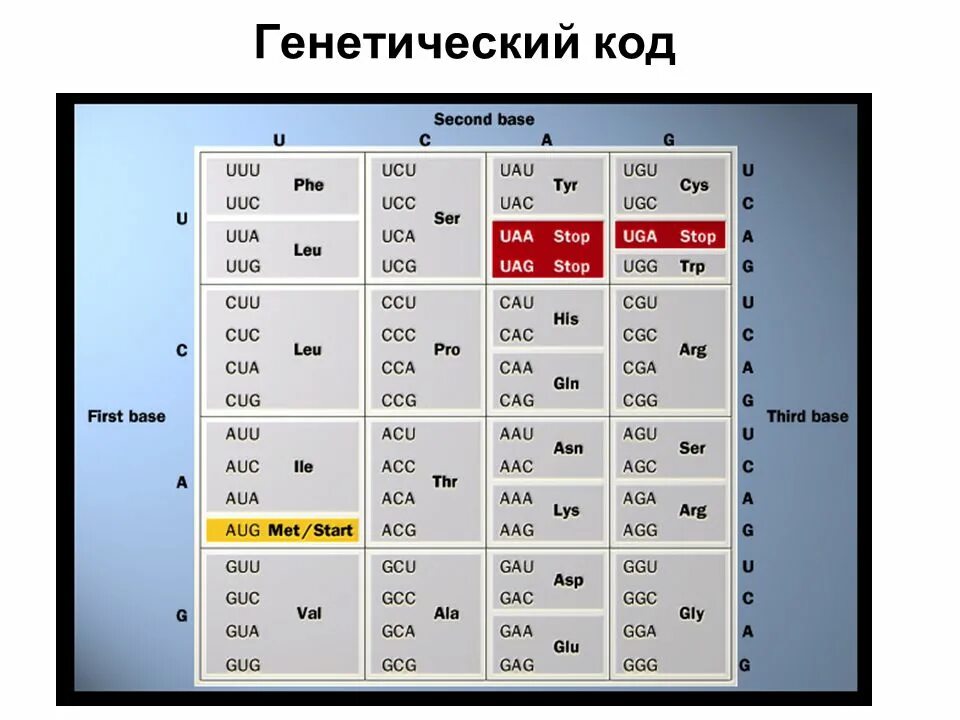 Транскрипция генетический код 10 класс. Генетический код. генетический код это в биологии. генетические коды. генетический код функции.